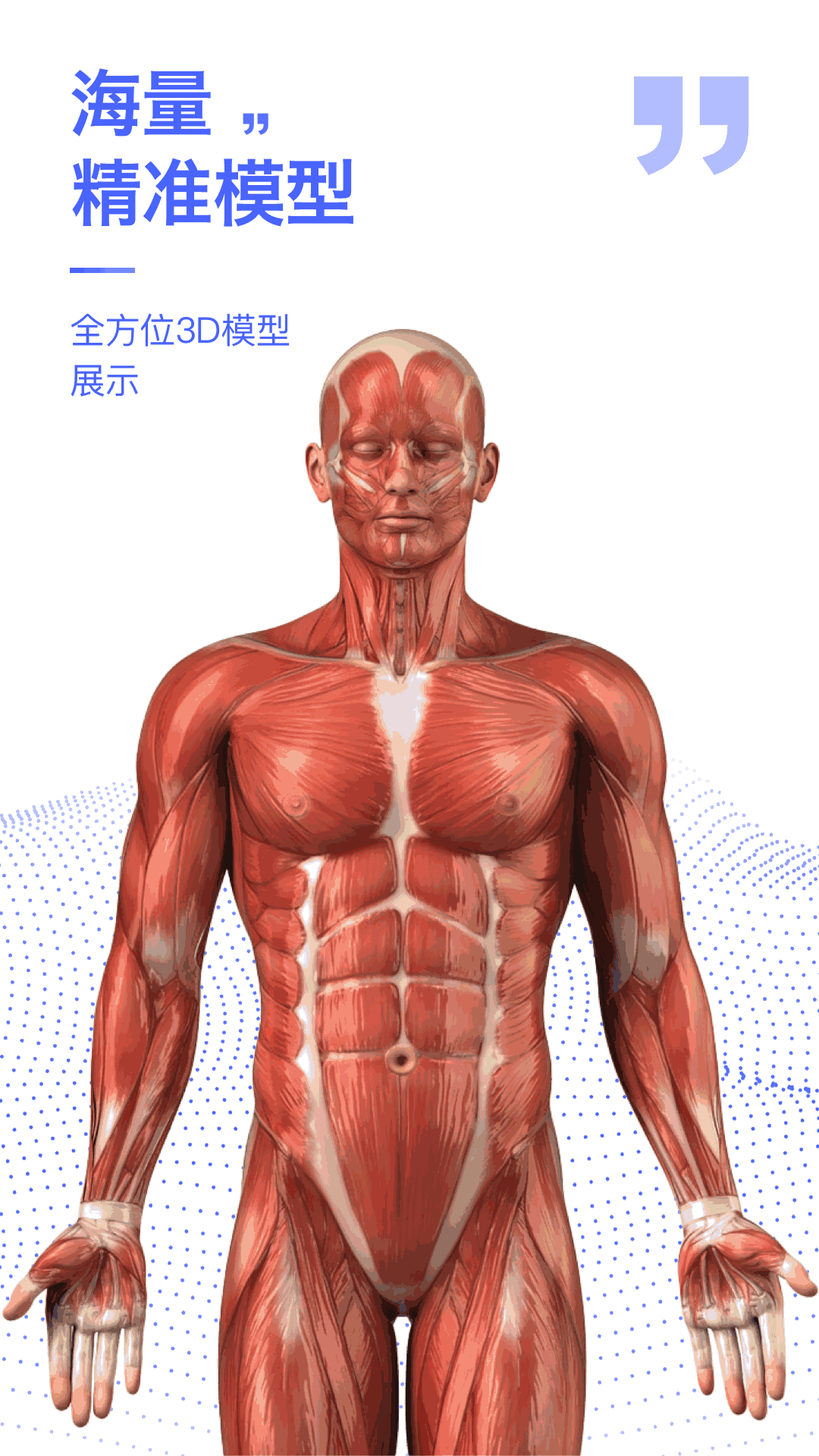 解剖学图谱